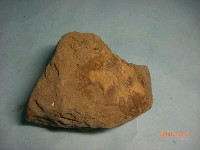 藏品(魚骨)的圖片